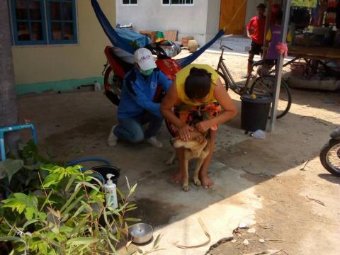 โครงการฉีดวัคซีนป้องกันโรคพิษสุนัขบ้าในสุนัขและแมว ประจำปีงบประม