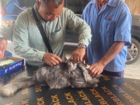 โครงการฉีดวัคซีนป้องกันโรคพิษสุนัขบ้าในสุนัขและแมว และสัตว์เลี้ยง ประจำปี 2568