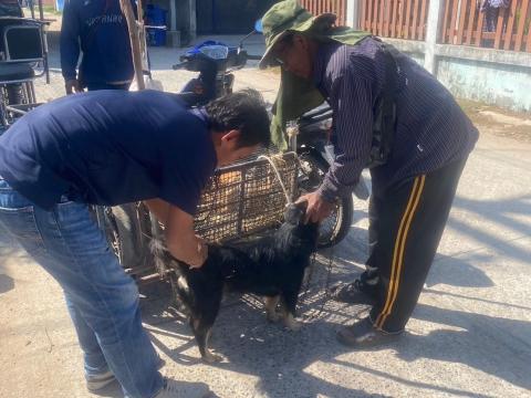 โครงการฉีดวัคซีนป้องกันโรคพิษสุนัขบ้าในสุนัขและแมว และสัตว์เลี้ยง ประจำปี 2568