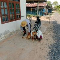 เจ้าหน้าที่กองสาธารสุขออกปฏิบัติหน้าที่ฉีดวัคซีนป้องกันโรคพิษสุนัขบ้า ในพื้นที่ตำบลบ้านยาง