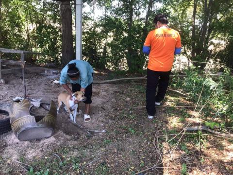 โครงการฉีดวัคซีนป้องกันโรคพิษสุนัขบ้าในสุนัขและแมวและสัตว์เลี้ยง