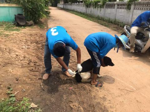 โครงการฉีดวัคซีนป้องกันโรคพิษสุนัขบ้าในสุนัขและแมวและสัตว์เลี้ยง