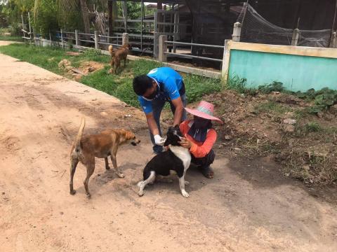 โครงการฉีดวัคซีนป้องกันโรคพิษสุนัขบ้าในสุนัขและแมวและสัตว์เลี้ยง