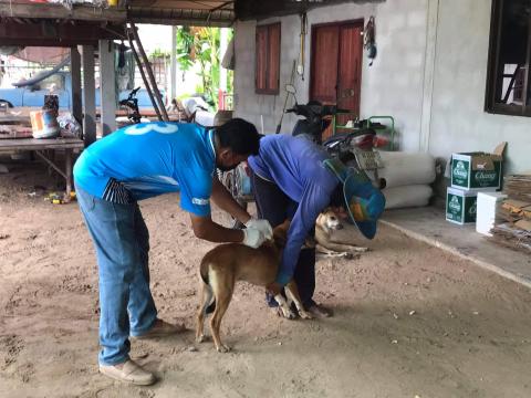 โครงการฉีดวัคซีนป้องกันโรคพิษสุนัขบ้าในสุนัขและแมวและสัตว์เลี้ยง