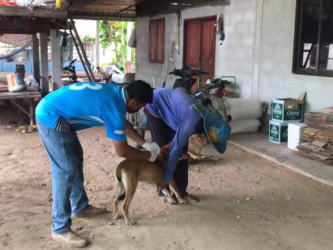 โครงการฉีดวัคซีนป้องกันโรคพิษสุนัขบ้าในสุนัขและแมวและสัตว์เลี้ยง