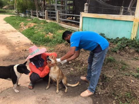 โครงการฉีดวัคซีนป้องกันโรคพิษสุนัขบ้าในสุนัขและแมวและสัตว์เลี้ยง