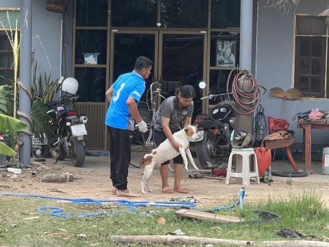 โครงการฉีดวัคซีนป้องกันโรคพิษสุนัขบ้านในสุนัขและแมว และสัตว์เลี้ยง